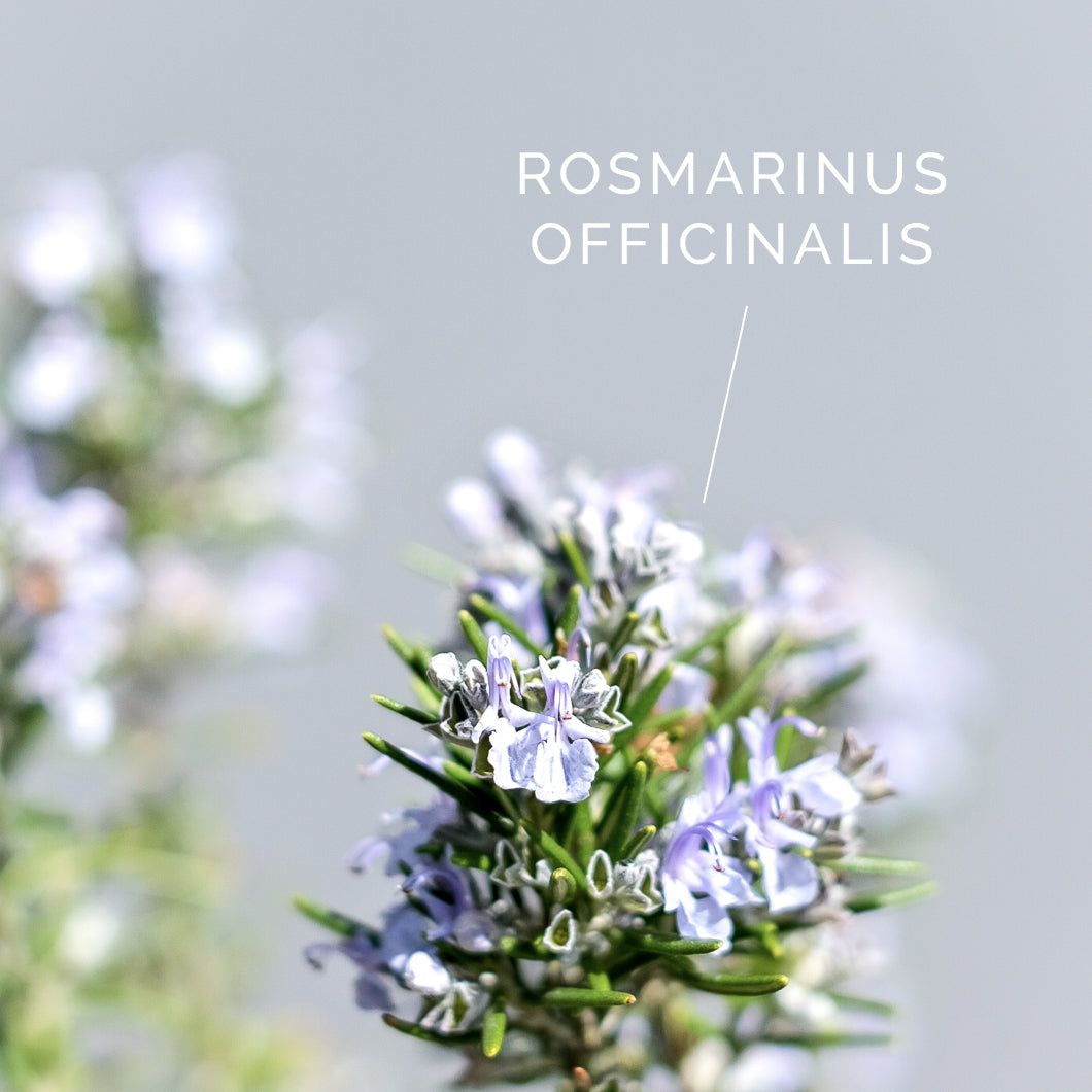 Branche de romarin en fleurs avec texte "Rosmarinus Officinalis".
