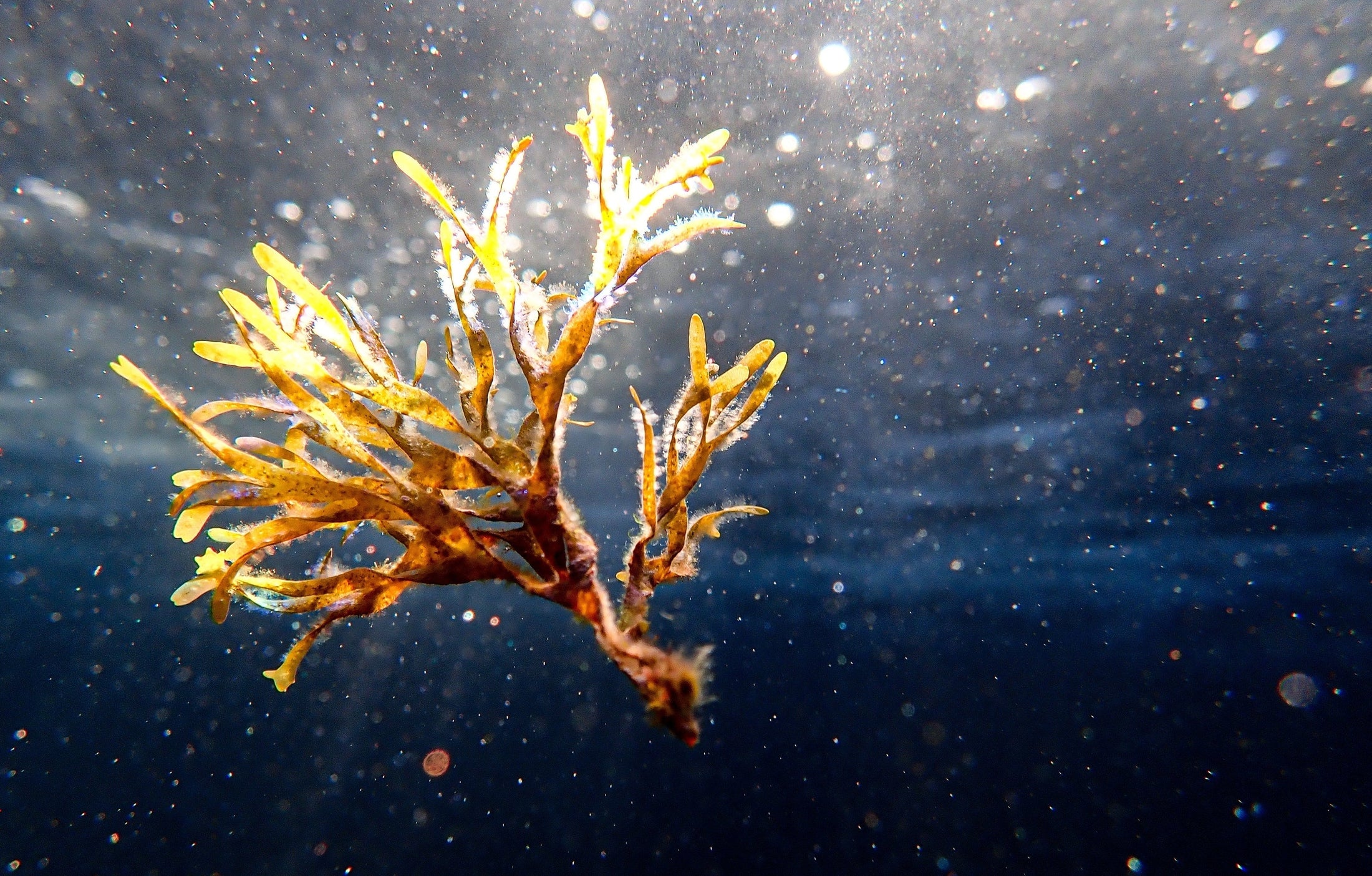 Cosmétique marine : les trésors de la mer pour votre visage