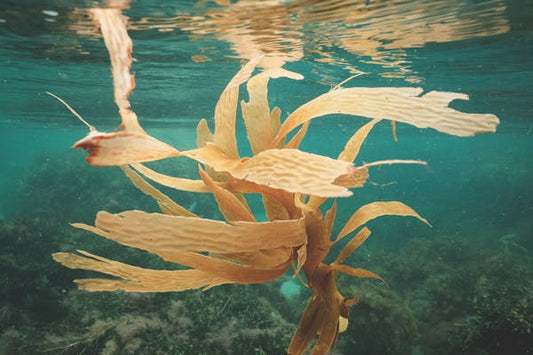 Les Eaux Résiduaires Industrielles : Une Menace Silencieuse pour les Océans et la Biodiversité Marine